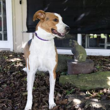 Mamma Mia -  Coonhound and Mixed Breed Dog for Adoption in Mckean, Pennsylvania - Mamma Mia | PetCurious