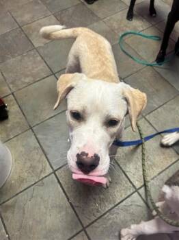 61317656 -  Labrador Retriever and Mixed Breed Dog for Adoption in El Paso, Texas - 61317656 | PetCurious