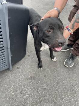 A136823 -  Mixed Breed Dog for Adoption in Palmetto, Florida - A136823 | PetCurious
