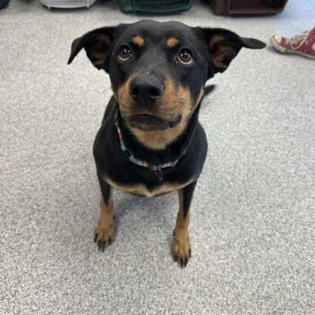 London -  Rottweiler and Mixed Breed Dog for Adoption in Monticello, Iowa - London | PetCurious