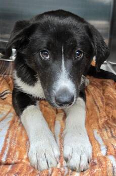 Border Collie Dogs Available for Adoption in New Lexington, Ohio - Chrissy #64 | PetCurious