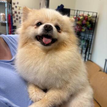 Gavin -  Pomeranian Dog for Adoption in League City, Texas - Gavin | PetCurious