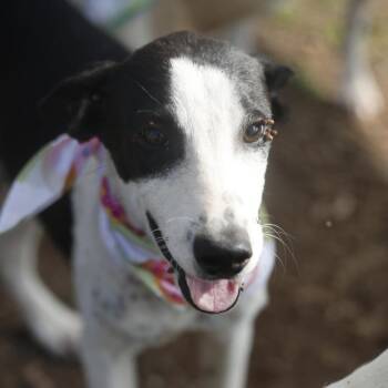 FUEGO -  Pointer Dog for Adoption in San Antonio, Texas - FUEGO | PetCurious