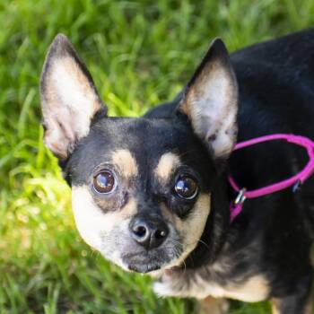 Jojo -  Chihuahua and Mixed Breed Dog for Adoption in Middletown, Rhode Island - Jojo | PetCurious