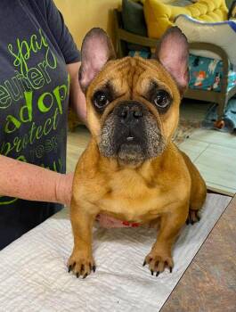 Piggy Stardust (NOT YET AVAILABLE) -  French Bulldog Dog for Adoption in Benton, Louisiana - Piggy Stardust (NOT YET AVAILABLE) | PetCurious