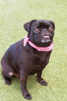 Peli *Bonded to Grogu* / Grogu *Bonded to Peli* -  Pug Dog for Adoption in Gardena, California - Peli *Bonded To Grogu* / Grogu *Bonded To Peli* | PetCurious