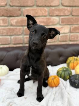 Harold -  Australian Kelpie Dog for Adoption in San Diego, California - Harold | PetCurious