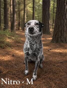 Cattle Dog and Mixed Breed Dogs Available for Adoption in Albertville, Alabama - Nitro | PetCurious
