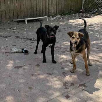 Rescue American Staffordshire Terrier Dogs for Adoption in Spring, Texas - BeeBee | PetCurious