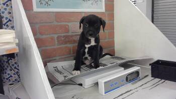 A2079410 -  Staffordshire Bull Terrier and Mixed Breed Dog for Adoption in Houston, Texas - A2079410 | PetCurious
