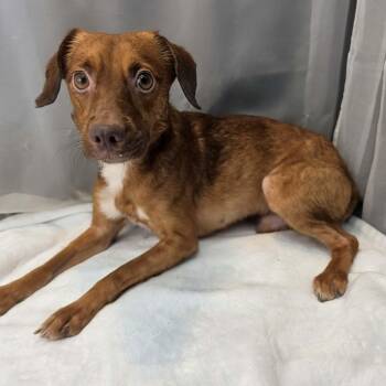 Daxon -  Chihuahua and Jack Russell Terrier Dog for Adoption in Foley, Alabama - Daxon | PetCurious