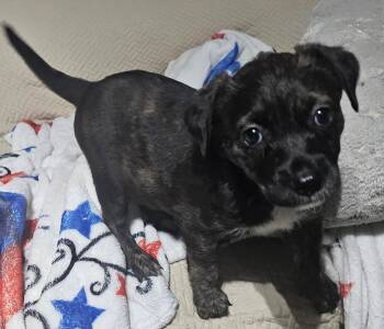 Natalie -  Labrador Retriever Dog for Adoption in West Palm Beach, Florida - Natalie | PetCurious