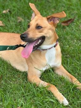 Rescue Hound Dogs for Adoption in North Reading, Massachusetts - Kala | PetCurious