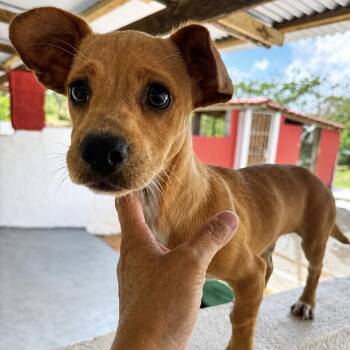 Dachshund and Chihuahua Dogs Available for Adoption in Isabela, Isabela - Tequila | PetCurious