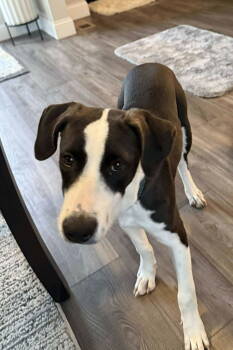 Rescue Hound Dogs for Adoption in Germantown, Ohio - Priya | PetCurious