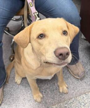 Lucy -  Labrador Retriever and Treeing Walker Coonhound Dog for Adoption in Burgaw, North Carolina - Lucy | PetCurious