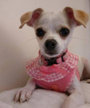 Chihuahua Dogs Available for Adoption in Rustburg, Virginia - Hope: Not At The Shelter (Dora) | PetCurious