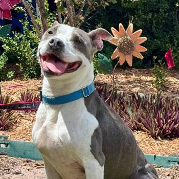 River -  American Staffordshire Terrier and Mixed Breed Dog for Adoption in Lake Panasoffkee, Florida - River | PetCurious