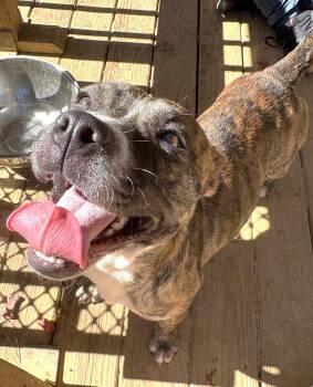 261514  Bernice -  Pit Bull Terrier Dog for Adoption in Wetumpka, Alabama - 261514  Bernice | PetCurious