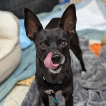 Rescue Chihuahua Dogs for Adoption in Ramona, California - Princess Plugra | PetCurious