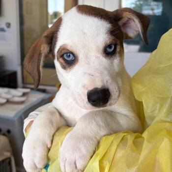 Balfour -  Catahoula Leopard Dog and Mixed Breed Dog for Adoption in Nashville, Tennessee - Balfour | PetCurious