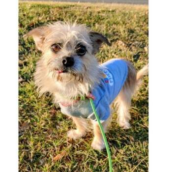 MEADOW -  Terrier Dog for Adoption in Waterford, New Jersey - MEADOW | PetCurious