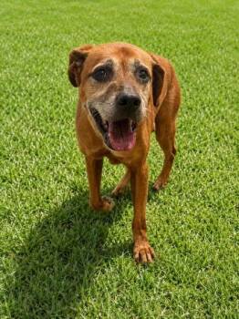 Rocco -  Australian Shepherd and Labrador Retriever Dog for Adoption in Palm Coast, Florida - Rocco | PetCurious
