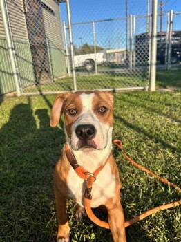 Rescue Beagle and Mixed Breed Dogs for Adoption in Louisville, Kentucky - AMATEAUR BOXER | PetCurious