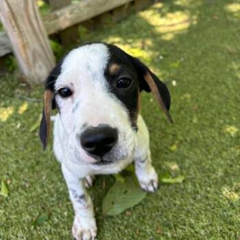 Chester -  Mixed Breed Dog for Adoption in Hampton Bays, New York - Chester | PetCurious