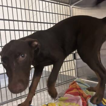 Mixed Breed Dogs Available for Adoption in Asheville, North Carolina - Terms | PetCurious