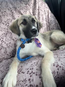 Dug -  Australian Shepherd Dog for Adoption in Sonora, California - Dug | PetCurious