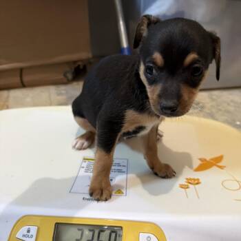 Conroe Puppy 3 -  Chihuahua and Terrier Dog for Adoption in Montgomery, Texas - Conroe Puppy 3 | PetCurious