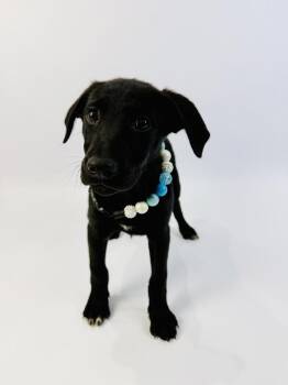 Gin -  Labrador Retriever Dog for Adoption in Alvin, Texas - Gin | PetCurious