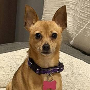 Winnie -  Chihuahua Dog for Adoption in Normal, Illinois - Winnie | PetCurious
