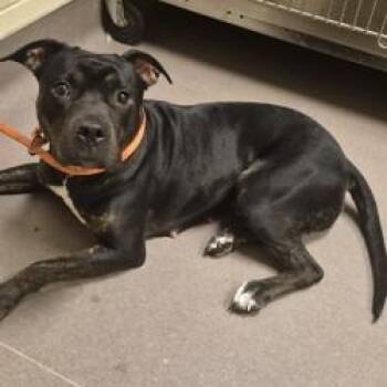Lahoma -  Pit Bull Terrier and None Dog for Adoption in Norman, Oklahoma - Lahoma | PetCurious
