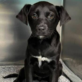 Black Labrador Retriever and Beagle Dogs Available for Adoption - Rose | PetCurious