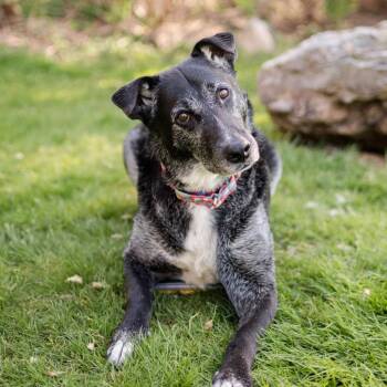 Rocky -  Labrador Retriever and Mixed Breed Dog for Adoption in Middletown, Rhode Island - Rocky | PetCurious