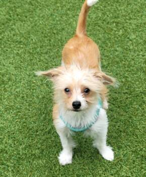 Rescue Terrier Dogs for Adoption in San Mateo, California - Bosco | PetCurious