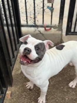 Pit Bull Terrier and Mixed Breed Dogs Available for Adoption in Riverside, California - PORKY | PetCurious