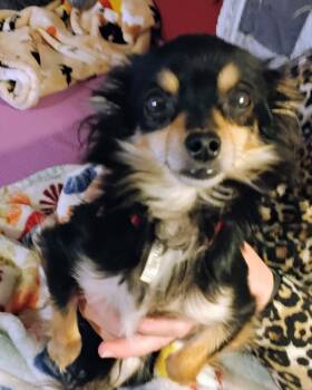 Rescue Chihuahua Dogs for Adoption in Cincinnati, Ohio - Magoo | PetCurious