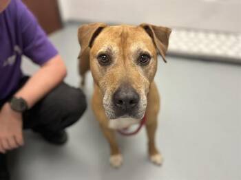Mixed Breed Dogs Available for Adoption in St. Cloud, Florida - BUSTER | PetCurious