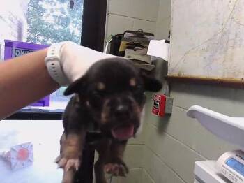 BLACK 6 -  Doberman Pinscher and Mixed Breed Dog for Adoption in Tulsa, Oklahoma - BLACK 6 | PetCurious