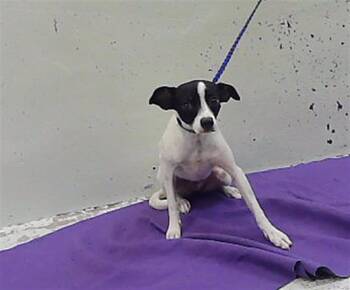 COOKIE -  Chihuahua and Mixed Breed Dog for Adoption in Houston, Texas - COOKIE | PetCurious