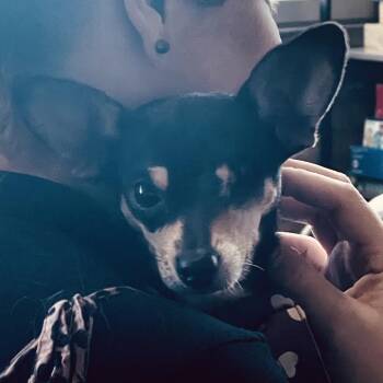 Kanga -  Chihuahua Dog for Adoption in Minneapolis, Minnesota - Kanga | PetCurious