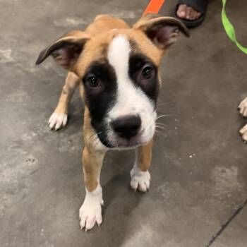 Michelangelo -  Mastiff and Shepherd Dog for Adoption in Tampa, Florida - Michelangelo | PetCurious