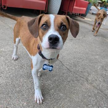Tokyo -  Beagle Dog for Adoption in Wake Forest, North Carolina - Tokyo | PetCurious