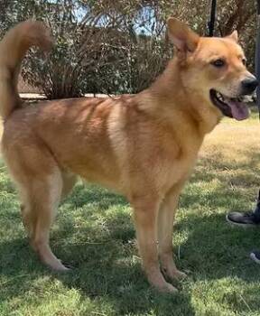 Fin -  German Shepherd Dog Dog Available for Adoption in Glendale, Arizona - Fin | PetCurious