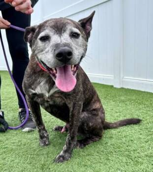 Astro -  Pit Bull Terrier Dog for Adoption in Downers Grove, Illinois - Astro | PetCurious