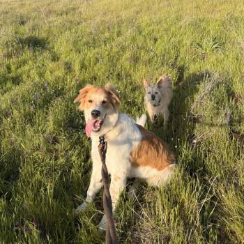 Rescue Border Collie and Anatolian Shepherd Dogs for Adoption in Richmond, California - BRUCE | PetCurious