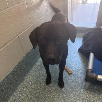 Cain -  Black Labrador Retriever Dog for Adoption in Greensboro, North Carolina - Cain | PetCurious